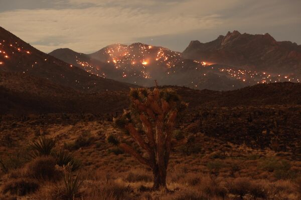 A Joshua tree in front of the York Fire burning in the distance in the Mojave National Preserve on July 30, 2023. - Sputnik International