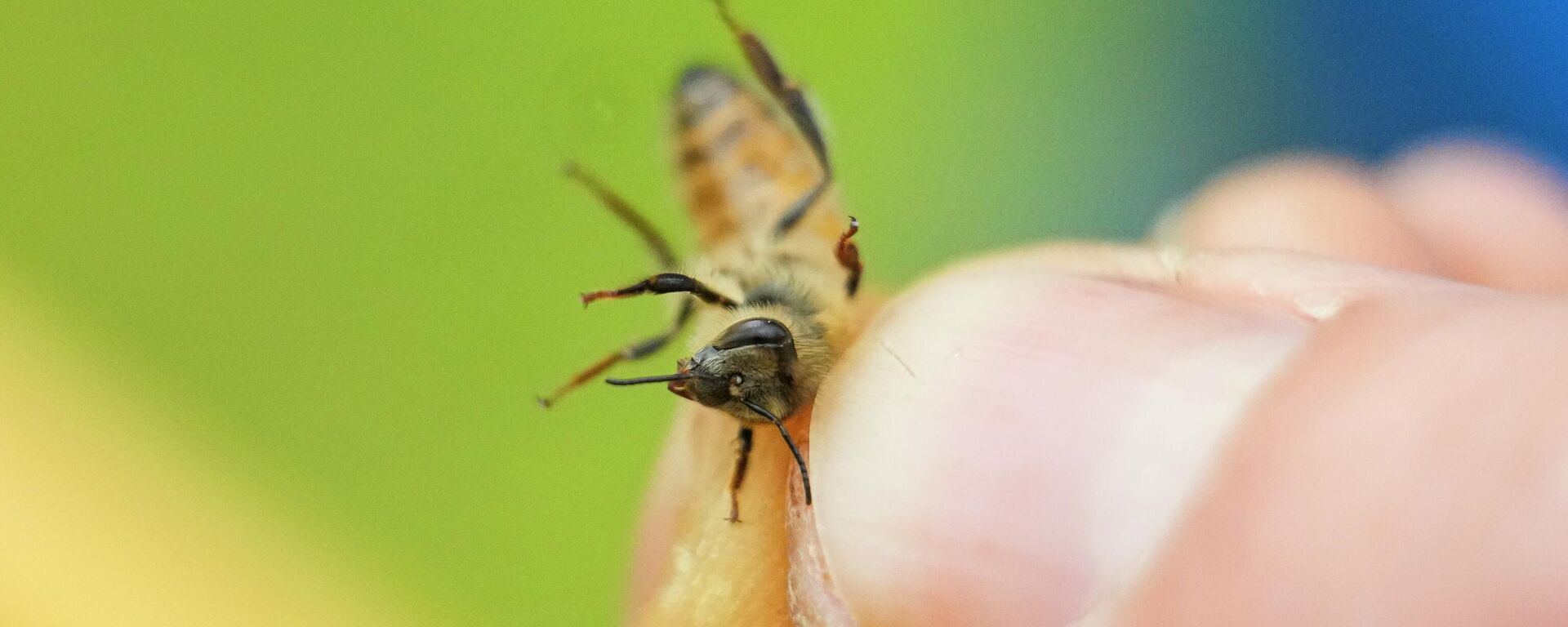 Zac Lamas, post doctoral fellow at ORISE, holds a bee as he inspects them for the parasitic mite Varroa at a hive in the backyard of University of Maryland bee researcher Nathalie Steinhauer on Wednesday, June 21, 2023, in College Park, Md. - Sputnik International, 1920, 04.08.2023