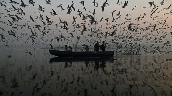 Seagulls around Yamuna River - Sputnik International