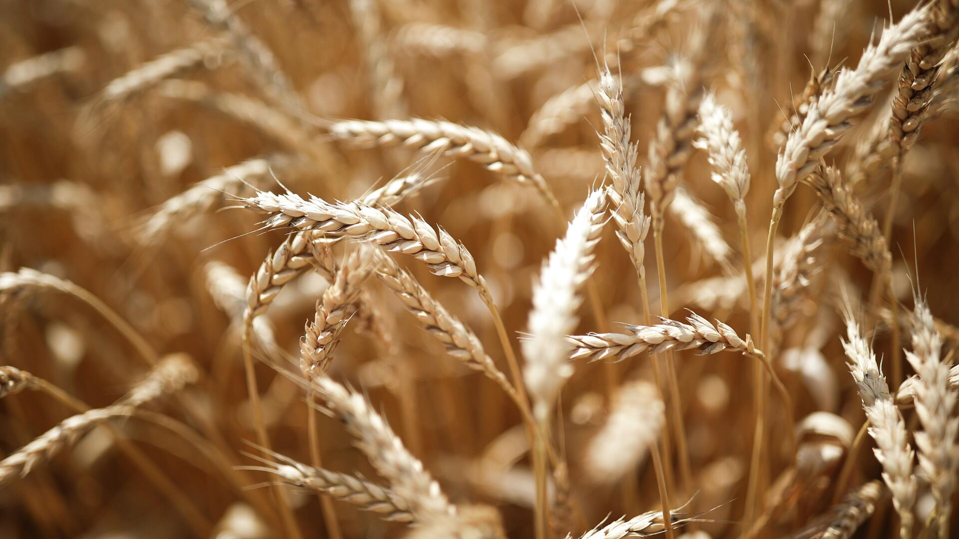 A view shows wheat ears to be harvested in the fields of Krasnodarskoe company in Krasnodar region, Russia. - Sputnik International, 1920, 18.09.2023