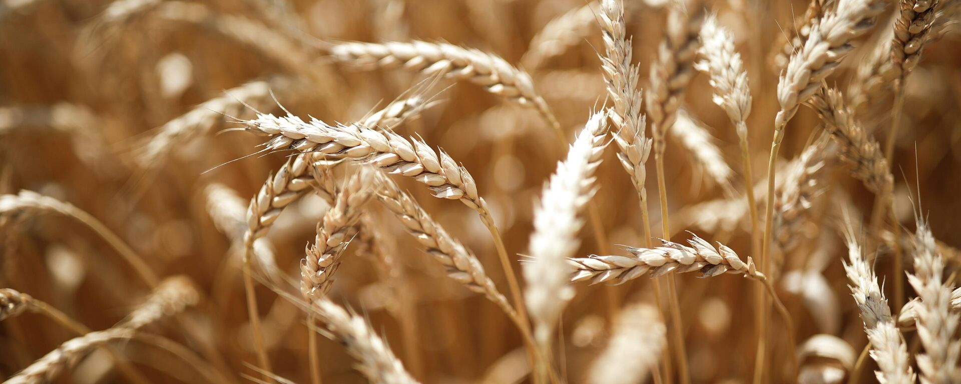 A view shows wheat ears to be harvested in the fields of Krasnodarskoe company in Krasnodar region, Russia. - Sputnik International, 1920, 18.09.2023