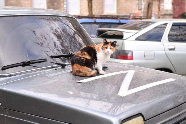 Cat on the hood of a car in Mariupol. - Sputnik International
