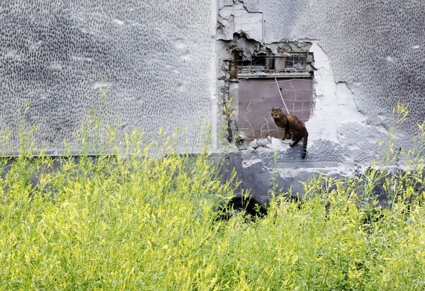A street cat sits on a concrete fence partially destroyed by Ukrainian shelling in Donetsk. - Sputnik International