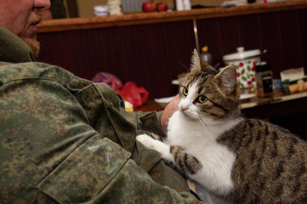 A cat at the site of the “Crimea” volunteer detachment in the Zaporozhye region. - Sputnik International