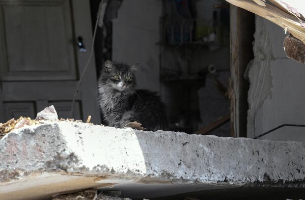 A kitten in a destroyed house on a street in Mariupol. - Sputnik International