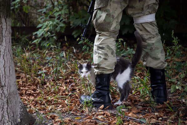 A stray cat at the feet of a soldier of the Russian Armed Forces at the Vasilyevka Central City Hospital in the Zaporozhye region. - Sputnik International