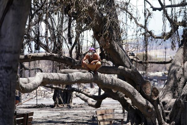 A man sits on Lahaina&#x27;s historic banyan tree, which was damaged by the  blaze. - Sputnik International