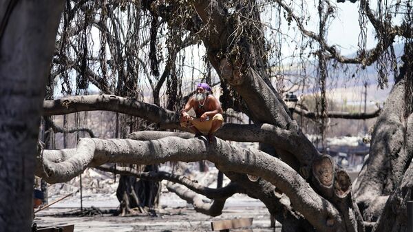 Мужчина сидит на поврежденном в результате природного пожара историческом баньяновом дереве Лахайны на Гавайях  - Sputnik International