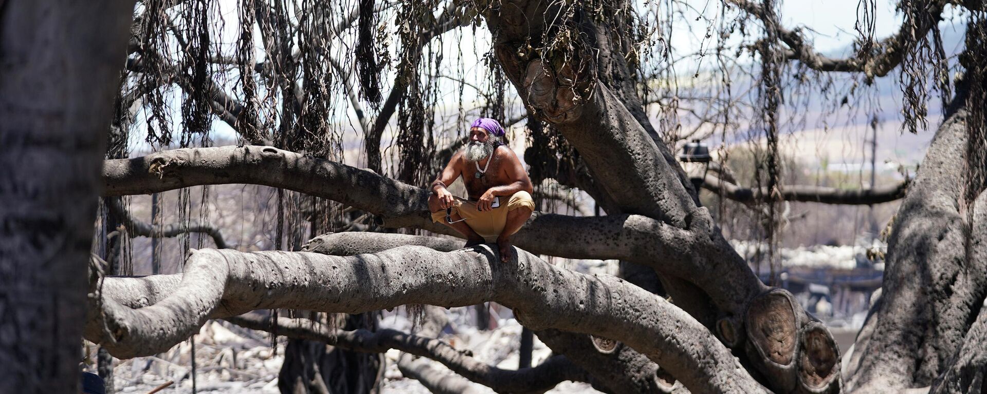 Мужчина сидит на поврежденном в результате природного пожара историческом баньяновом дереве Лахайны на Гавайях  - Sputnik International, 1920, 21.09.2023