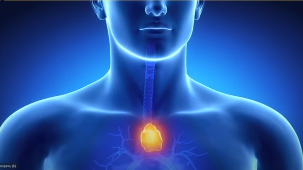 The thymus gland helps the body create immunity to various infections and diseases. - Sputnik International