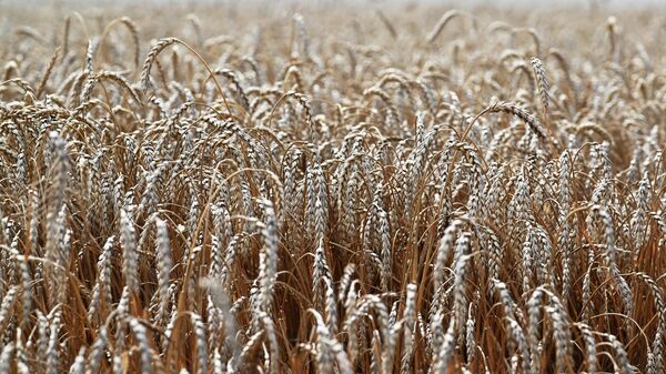 Wheat Harvesting in the Rostov Region - Sputnik International