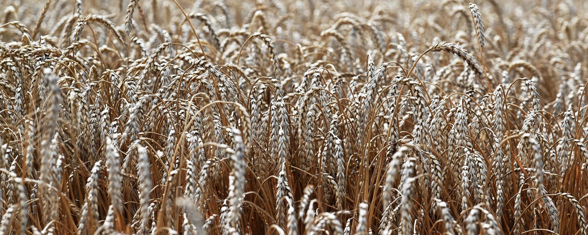 Wheat Harvesting in the Rostov Region - Sputnik International, 1920, 31.01.2024