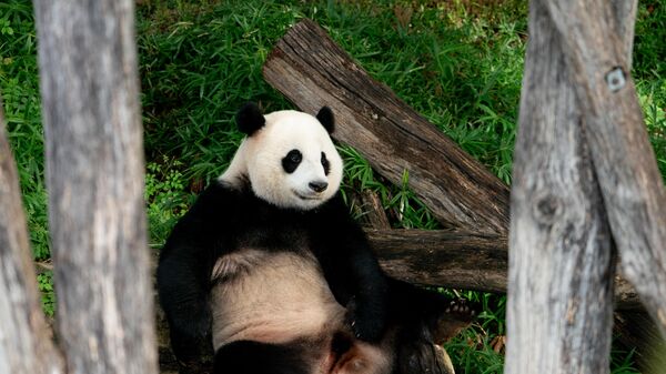 Giant Panda Xiao Qi Ji lounges after eating honey-covered treats to celebrate his third birthday, at the Smithsonian National Zoo in Washington, DC, on August 21, 2023. All three giant pandas at the National Zoo, Xiao Qi Ji, Tian Tian, and Mei Xiang, are celebrating their final birthdays in Washington, as they are expected to be returned to China by December 7, 2023. - Sputnik International