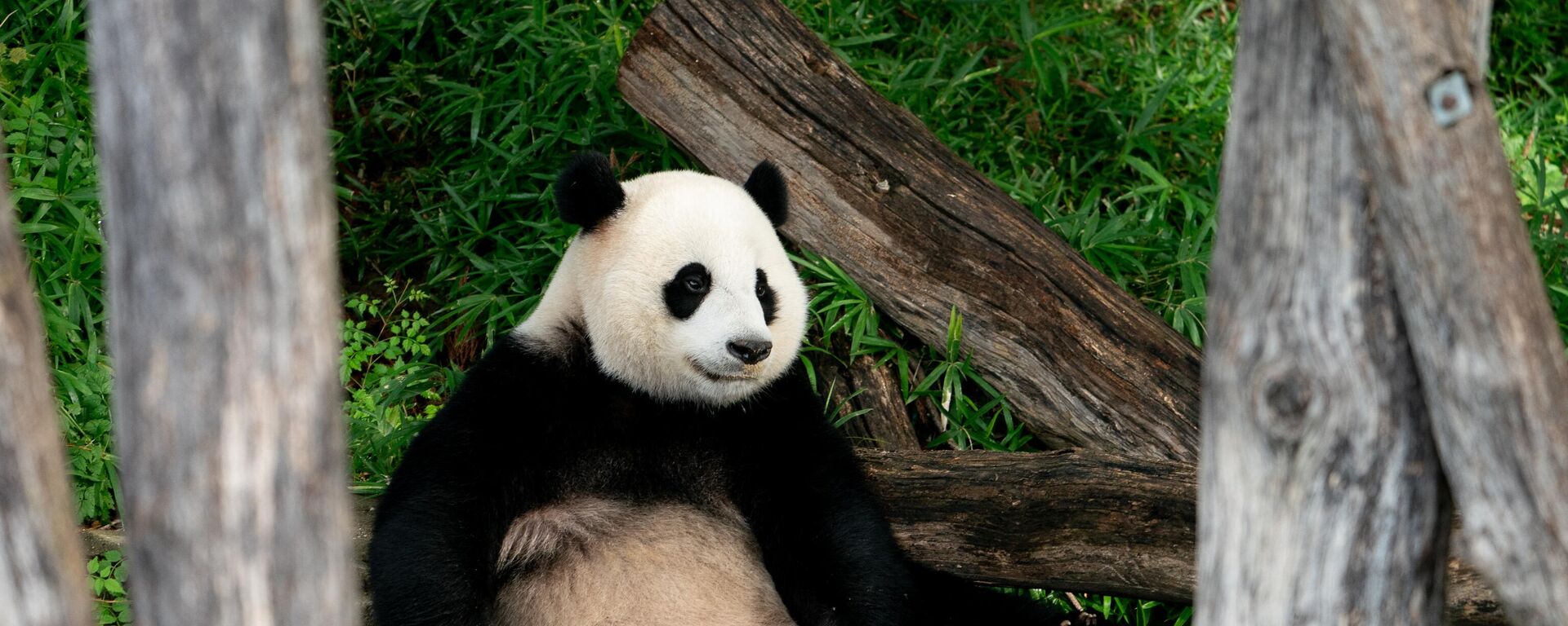 Giant Panda Xiao Qi Ji lounges after eating honey-covered treats to celebrate his third birthday, at the Smithsonian National Zoo in Washington, DC, on August 21, 2023. All three giant pandas at the National Zoo, Xiao Qi Ji, Tian Tian, and Mei Xiang, are celebrating their final birthdays in Washington, as they are expected to be returned to China by December 7, 2023. - Sputnik International, 1920, 29.08.2023