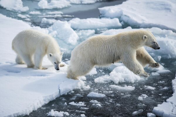A polar bear with her cub near the Franz Josef Land archipelago in the Barents Sea. - Sputnik International