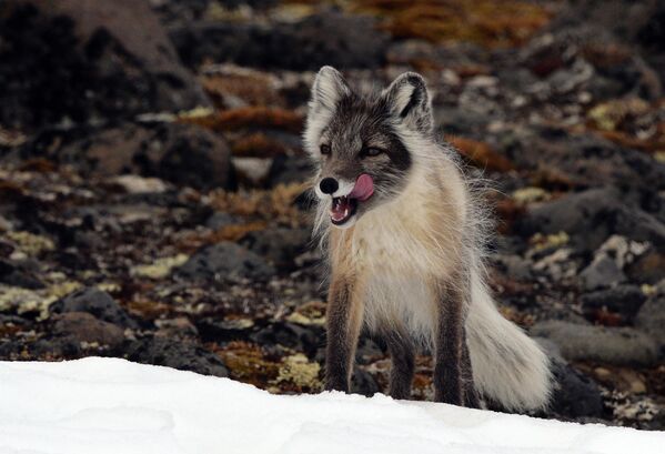 An Arctic fox on an island in the Franz Josef Land archipelago. - Sputnik International