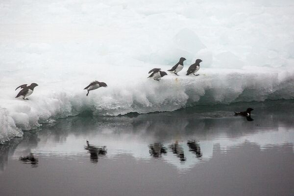 Dovekies on an ice floe off the coast of one of the islands in the Franz Josef Land archipelago. - Sputnik International
