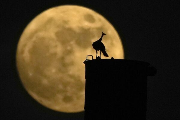 A peacock sits on a chimney as the full Moon rises behind it, in Hyderabad, India, Wednesday, Aug. 30, 2023. - Sputnik International