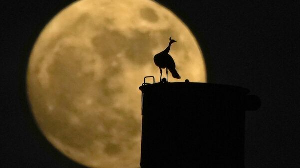 A peacock sits on a chimney as the full Moon rises behind it, in Hyderabad, India, Wednesday, Aug. 30, 2023 - Sputnik International