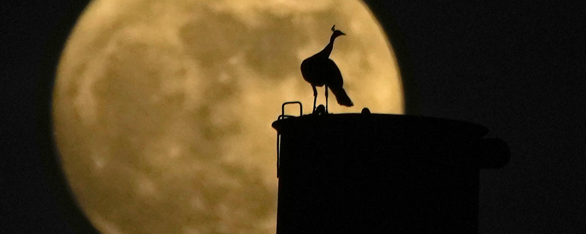 A peacock sits on a chimney as the full Moon rises behind it, in Hyderabad, India, Wednesday, Aug. 30, 2023 - Sputnik International, 1920, 31.08.2023