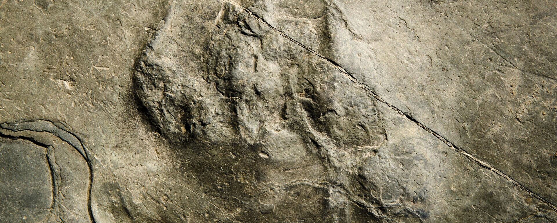 In this Feb. 28, 2019 photo, a fossilized footprint from a non-dinosaur reptile, a relative of the modern crocodile, is shown on a paving stone at the Valley Forge National Historical Park in Valley Forge, Pa. - Sputnik International, 1920, 02.09.2023