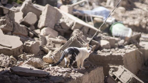 A cat walks through the rubble after an earthquake in Moulay Brahim village, near Marrakesh, Morocco - Sputnik International