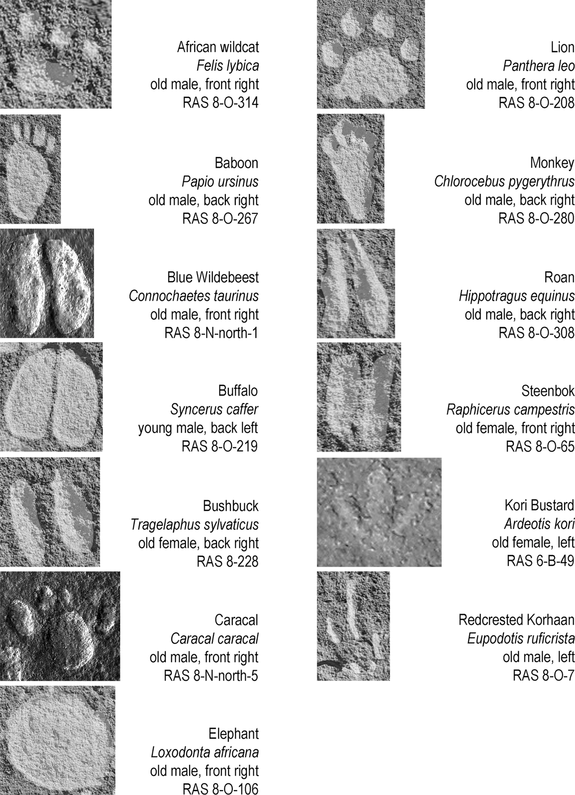 Various animal tracks from the 1st millennium BCE found in central-western Namibia, which are so detailed as to be identifiable by species, sex, age, and leg today. The sequence in columns represents the order of number of occurrences. The scale of reproduction differs from picture to picture; all tracks are shown in upward direction (irrespective of their actual direction on the rock face); all tracks are digitally enhanced. - Sputnik International, 1920, 14.09.2023