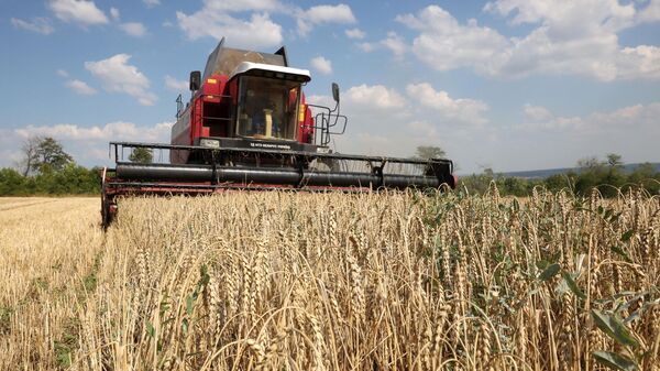 A combine harvests wheat near Kramatorsk, in Donetsk region on August 4, 2023. - Sputnik International