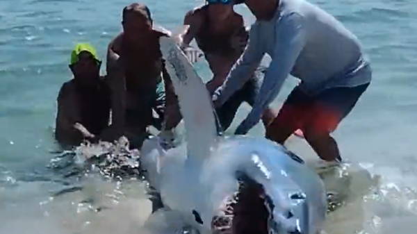 A group of beach goers at Florida's Pensacola Beach experienced a shocking surprise when they stumbled upon an almost 10-foot Mako shark that had managed to beach itself. - Sputnik International