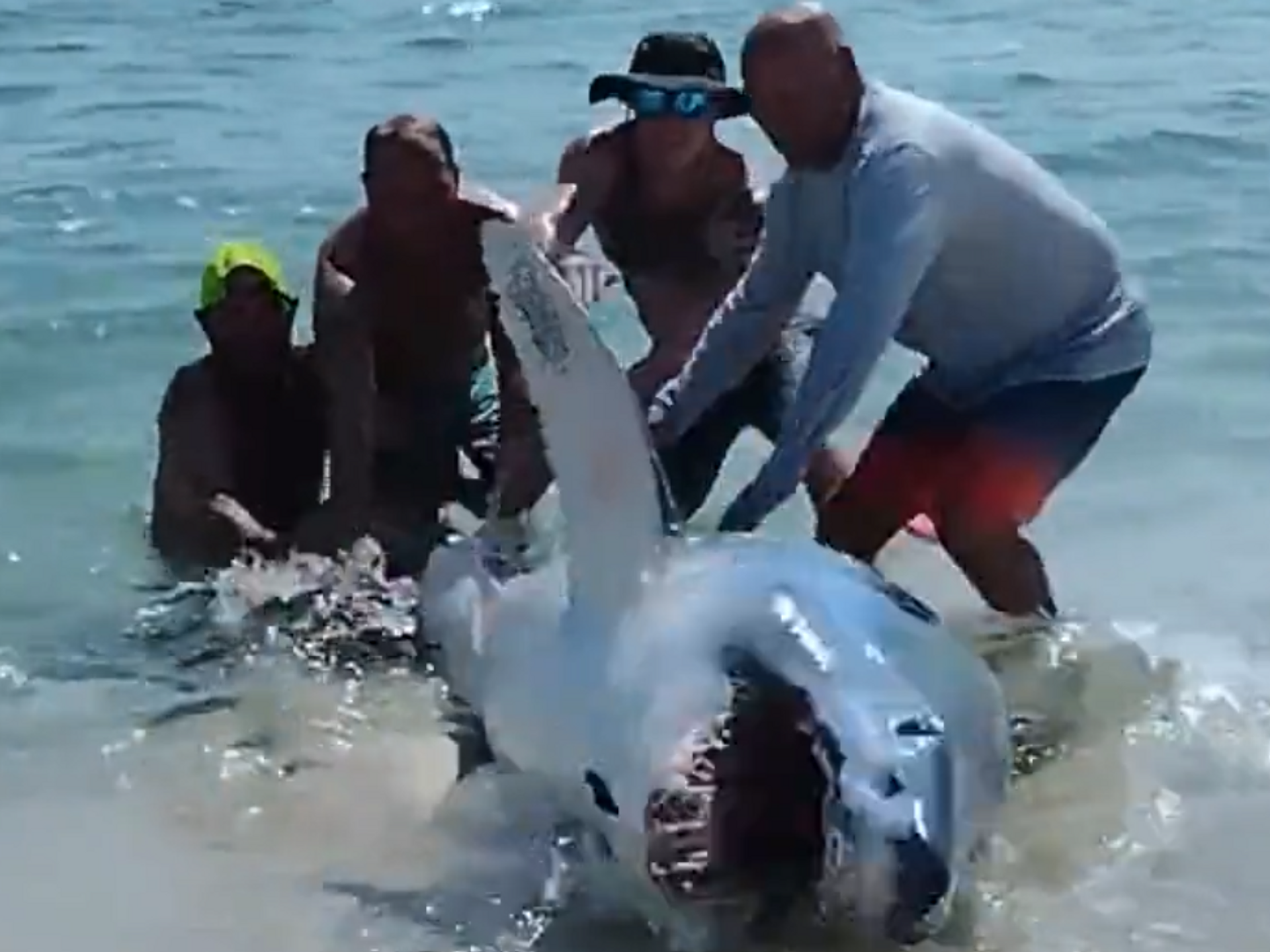 Beachgoers Save Deadly Mako Shark That Beached Itself