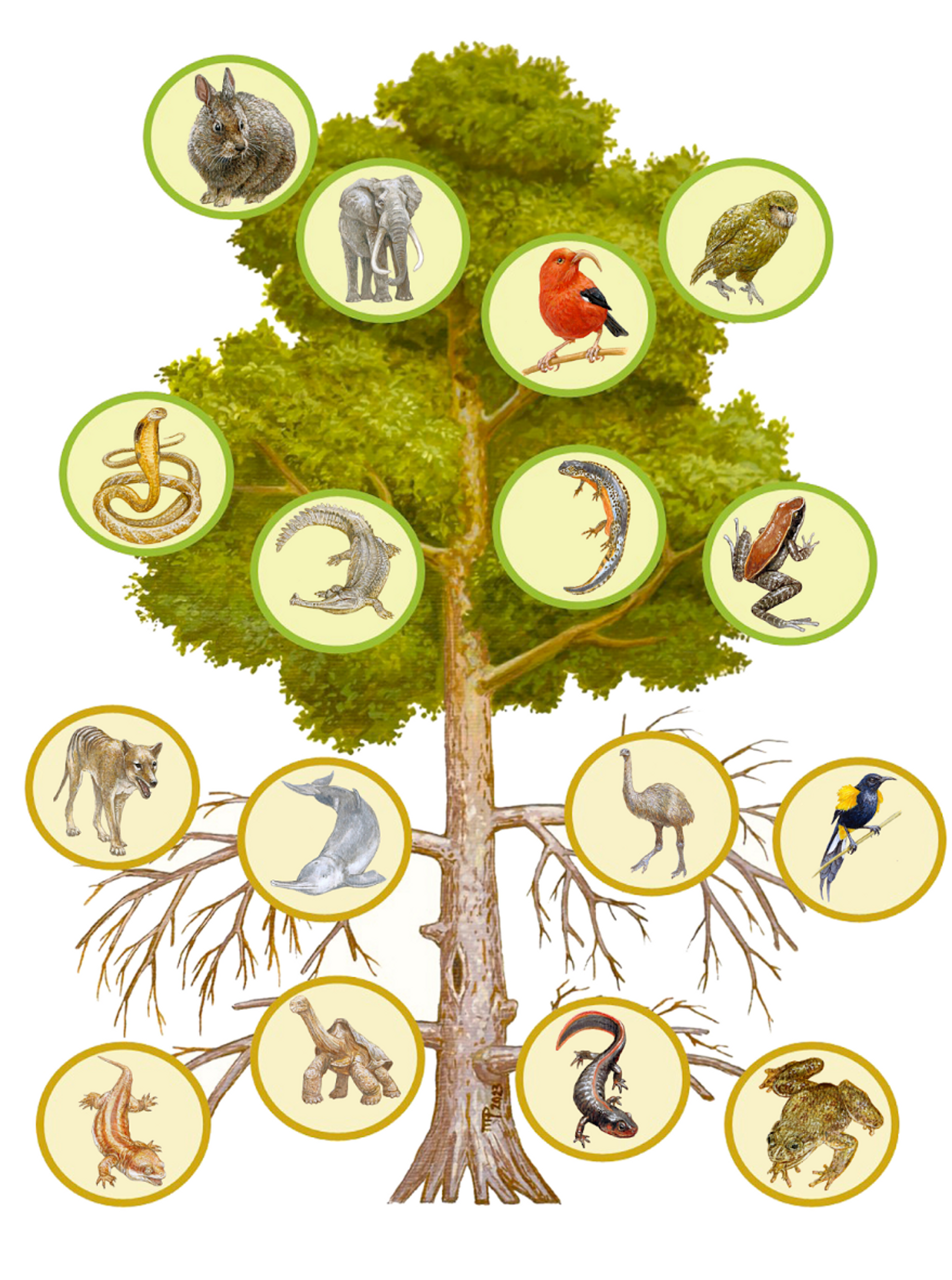 Simple schematic representation of the mutilation of the Tree of life because of generic extinctions and extinction risks. The bottom half of the tree depicted as dead branches shows examples of the extinct genera, and the upper half shows examples of genera at risk of extinction. (Ceballosa & Ehrlich, PNAS, 2023) - Sputnik International, 1920, 20.09.2023