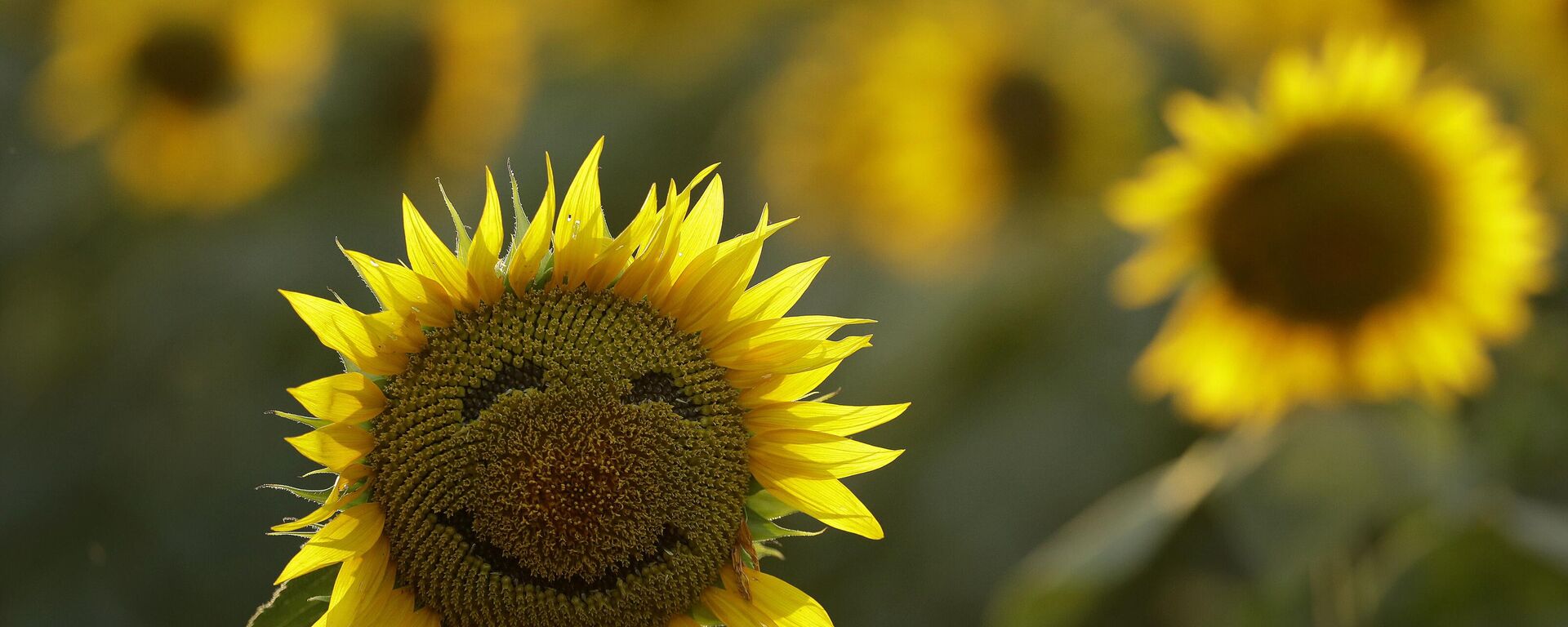 A smiley face is seen on a sunflower in a sunflower field Wednesday, Sept. 7, 2016, in Lawrence, Kan. The 40-acre field, planted annually by the Grinter family, draws thousands during the weeklong late summer blossoming of the flowers. - Sputnik International, 1920, 21.09.2023