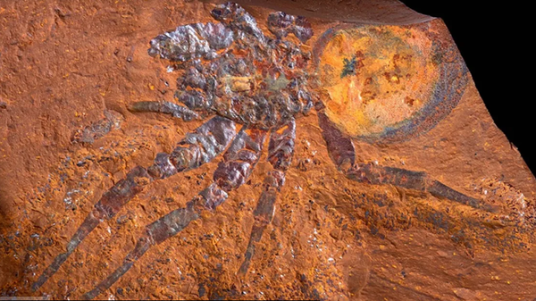 Part of Megamonodontium mccluskyi, a spider that lived millions of years ago. - Sputnik International