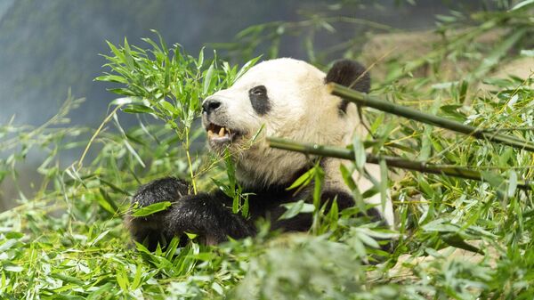 Giant panda Tian Tian eats bamboo in his enclosure at the Smithsonian's National Zoo in Washington, Thursday, Sept. 28, 2023.  - Sputnik International