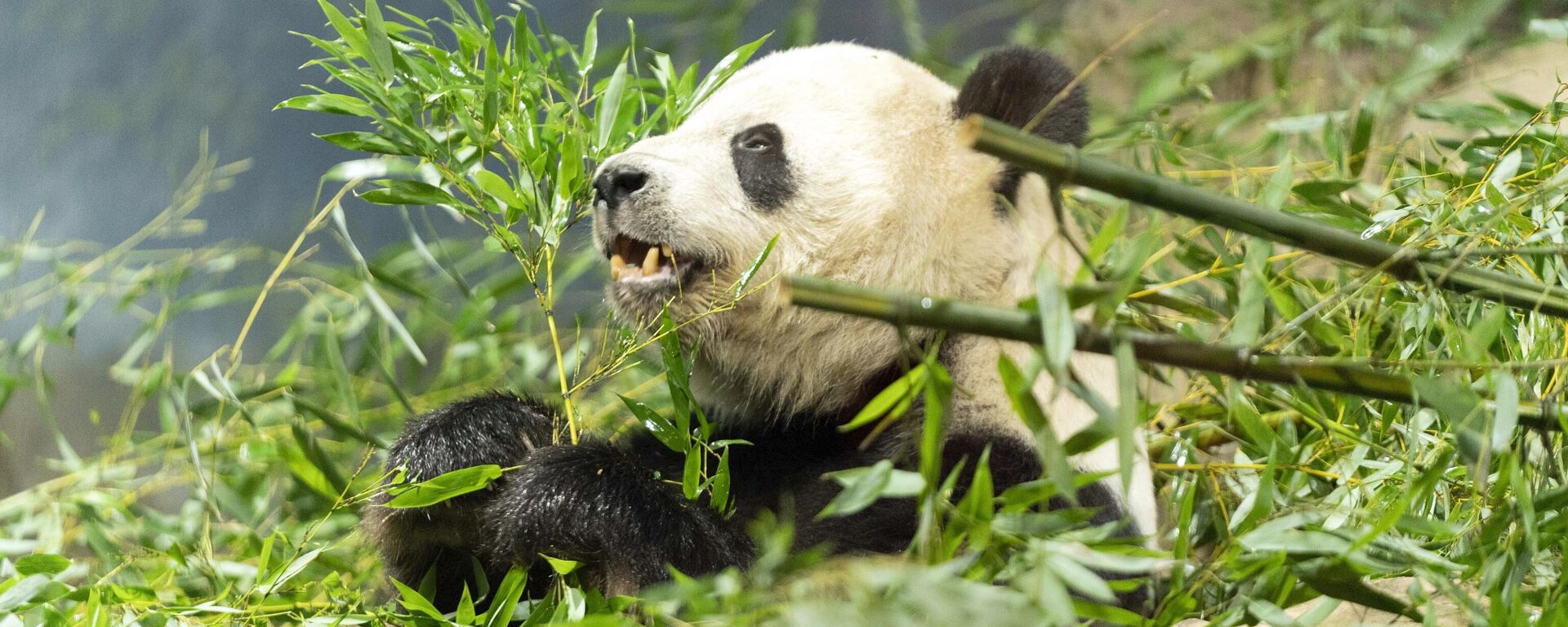Giant panda Tian Tian eats bamboo in his enclosure at the Smithsonian's National Zoo in Washington, Thursday, Sept. 28, 2023.  - Sputnik International, 1920, 06.10.2023