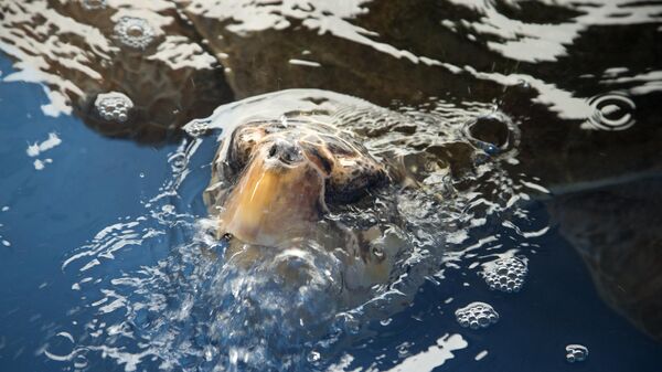 A loggerhead turtle breaks the surface waters of a holding tank at the Miami Seaquarium in Key Biscayne, Florida - Sputnik International