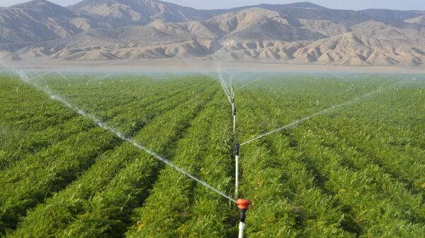 Carrot fields are irrigated, Wednesday, Sept. 20, 2023, in New Cuyama, Calif.  - Sputnik International