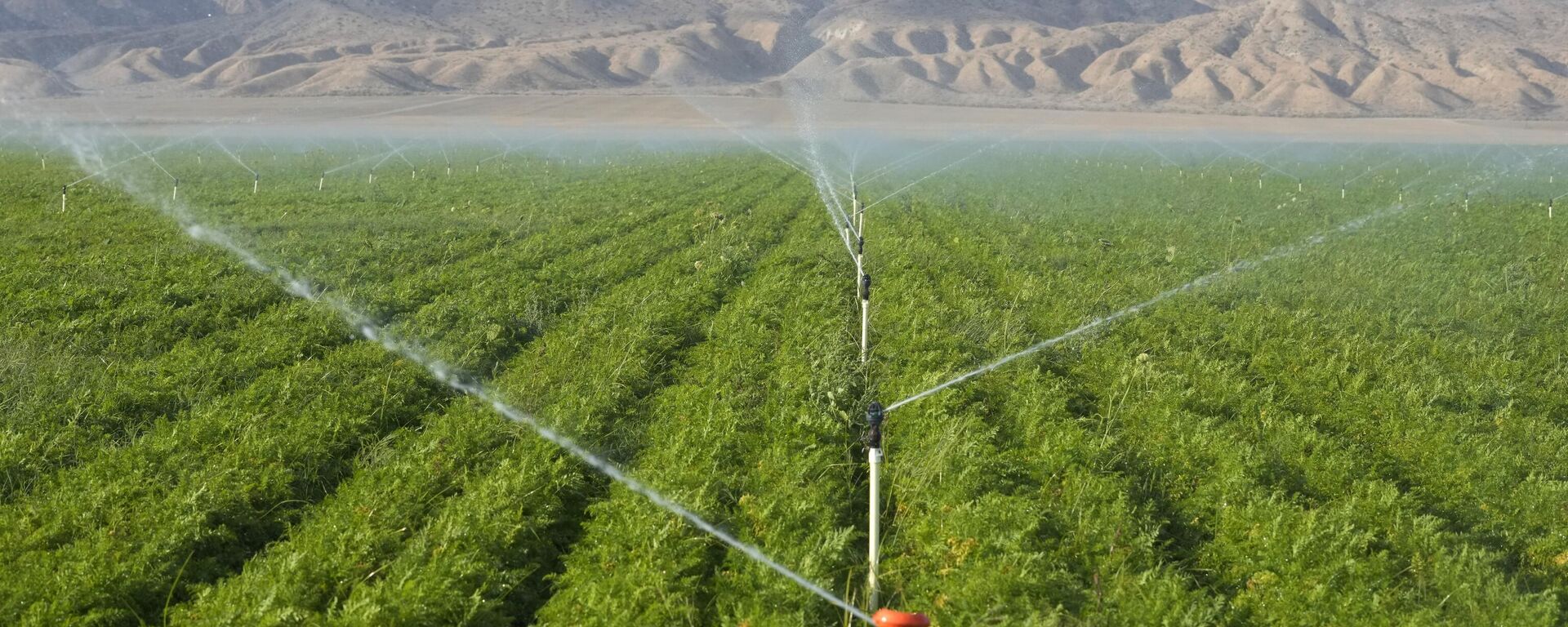 Carrot fields are irrigated, Wednesday, Sept. 20, 2023, in New Cuyama, Calif.  - Sputnik International, 1920, 19.10.2023