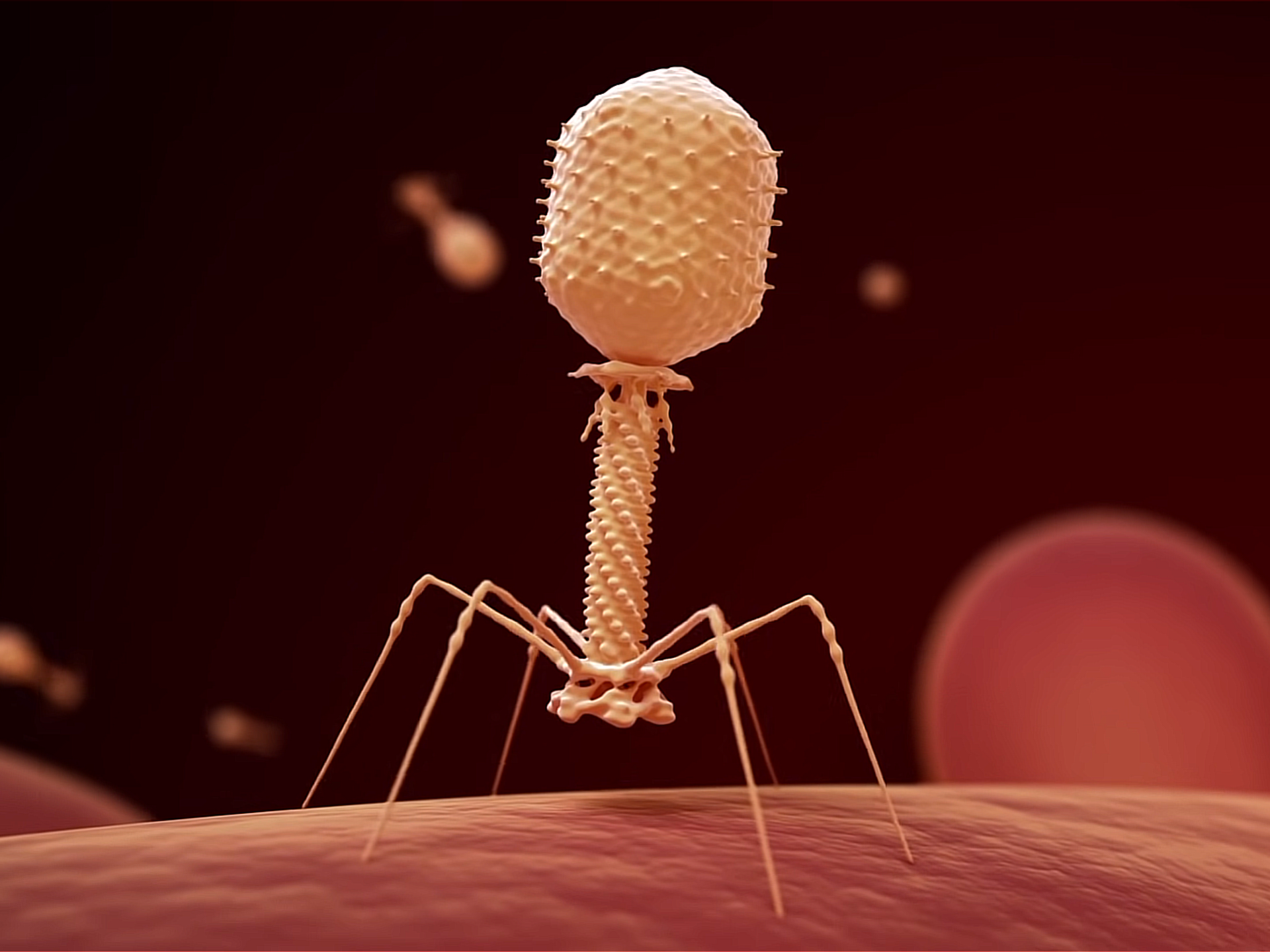 Bacteriophage Illustration High-Res Vector Graphic - Getty Images