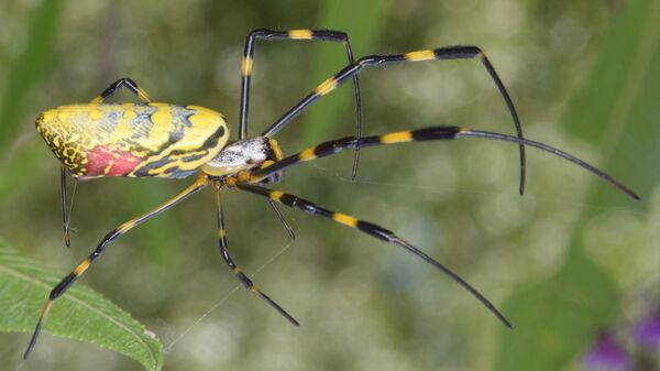 Joro Spider,  Trichonephila clavata - Sputnik International