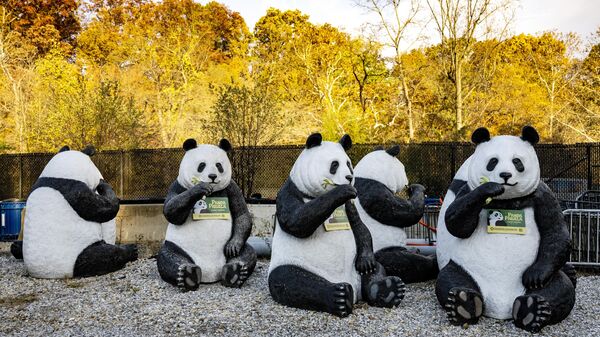 Giant Panda statues are stored in a back parking lot at the Smithsonian National Zoo in Washington, DC, on November 7, 2023. All three of the zoo's pandas are leaving for China by the end of the year, bringing at least a temporary end to a decades-old connection between the cuddly animal and the US capital - Sputnik International