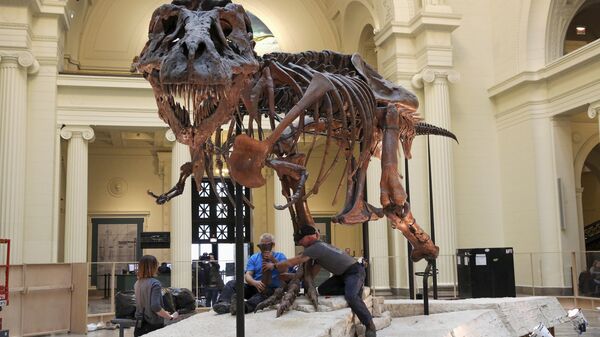 In this Feb. 5, 2018, photo, Garth Dallman, center, and Bill Kouchie, right, both from the dinosaur restoration firm Research Casting International, Ltd., begin the of dismantling Sue, the Tyrannosaurus rex, on display at Chicago's Field Museum. For years, the the massive mostly-intact dinosaur skeleton that came to be known as Sue the T-rex was at the center of a legal battle. The latest dispute involves who inherits what's left of the money created by the sale of Sue.  - Sputnik International
