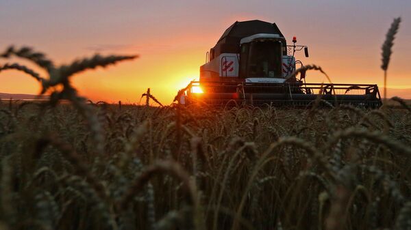 Wheat harvesting in the Krasnoyarsk Territory - Sputnik International