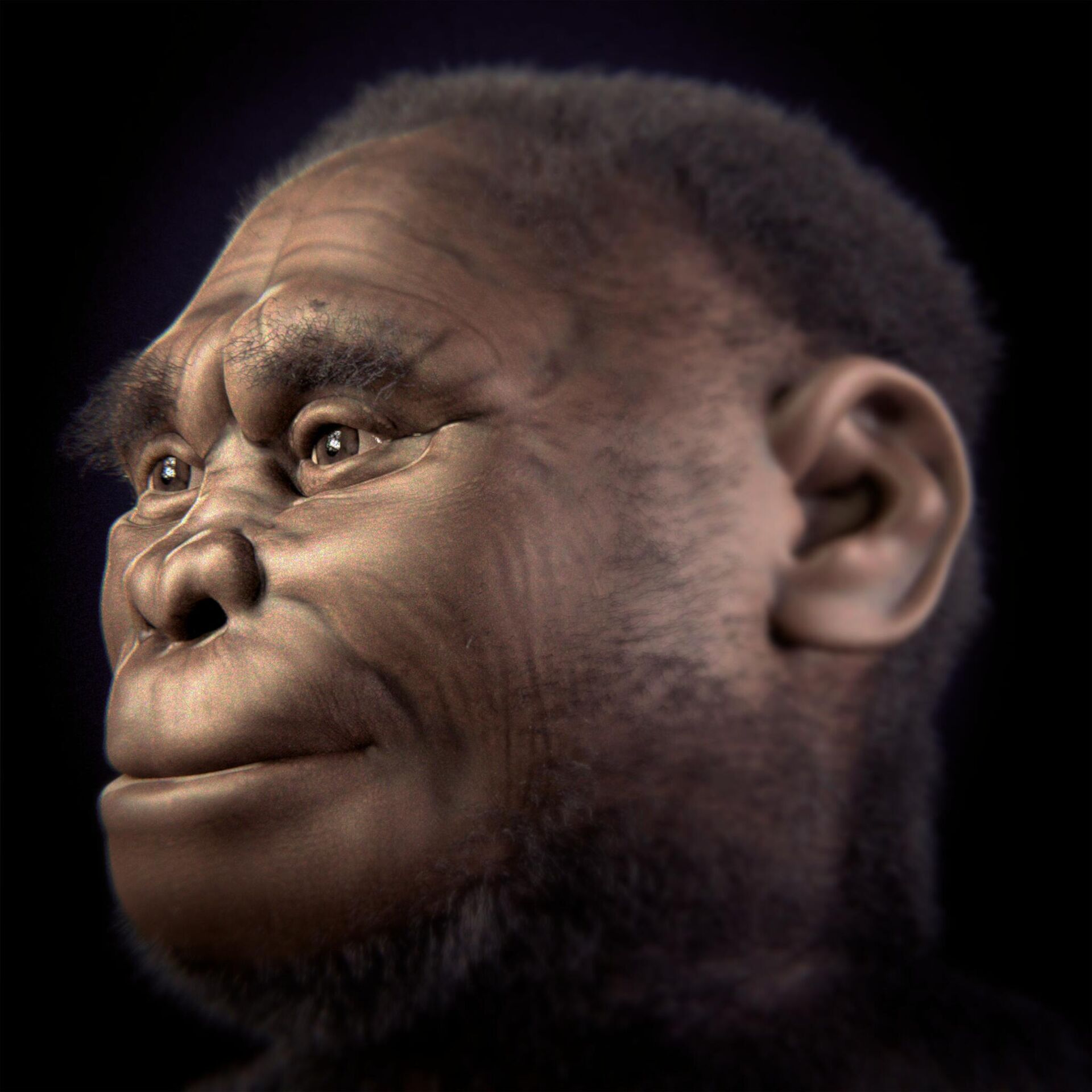 A facial reconstruction of Homo floresiensis - Sputnik International, 1920, 05.12.2023