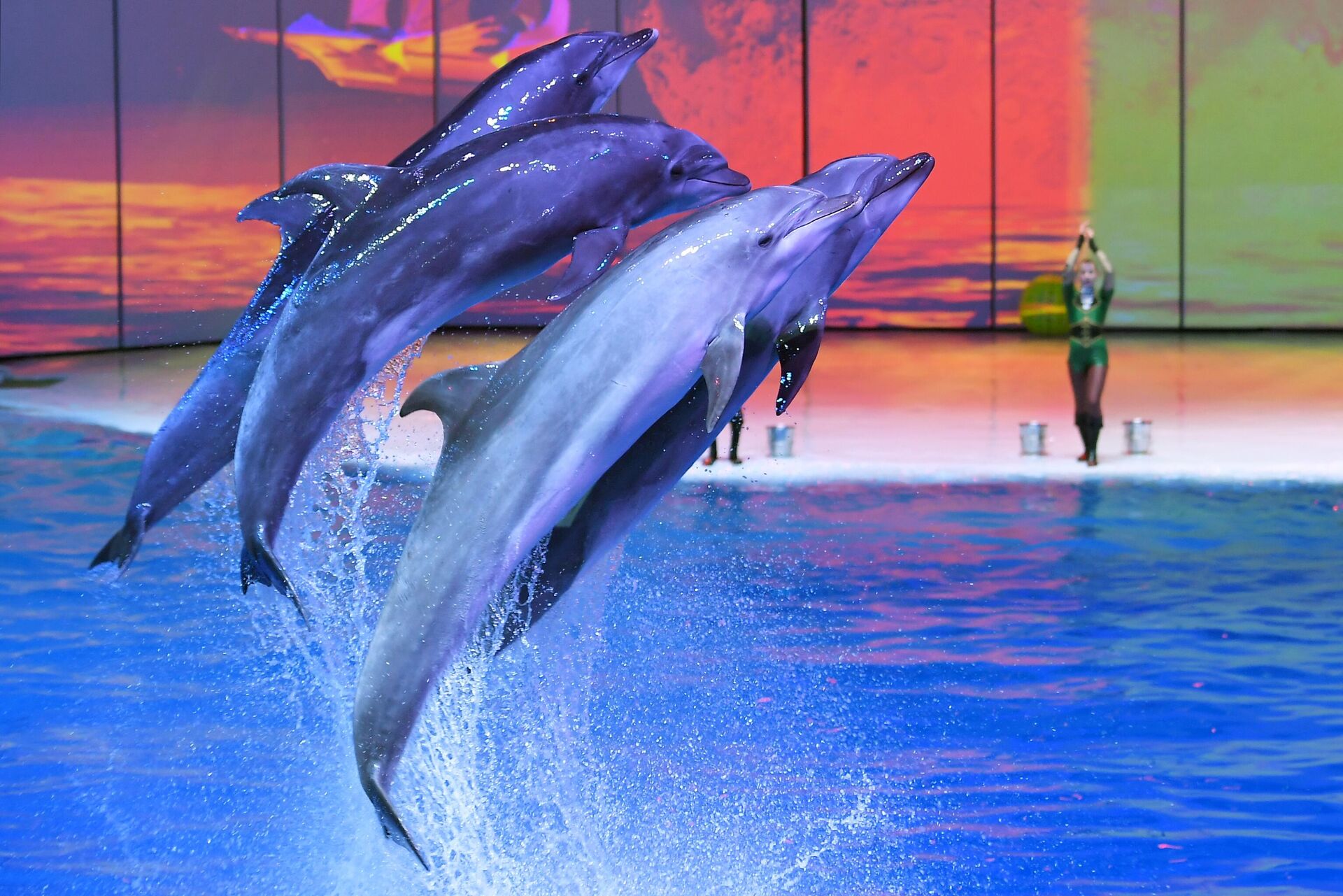 Dolphins perform in the 'Moskvarium' oceanarium in Moscow, Russia - Sputnik International, 1920, 17.12.2023