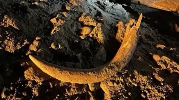 Mammoth tusk discovered near Beulah, North Dakota - Sputnik International
