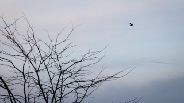 The peregrine falcon flies in the sky - Sputnik International