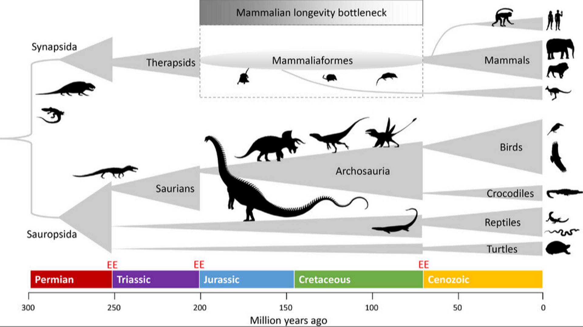 Evolution of Mammals and the Longevity Bottleneck Hypothesis.  - Sputnik International, 1920, 08.01.2024