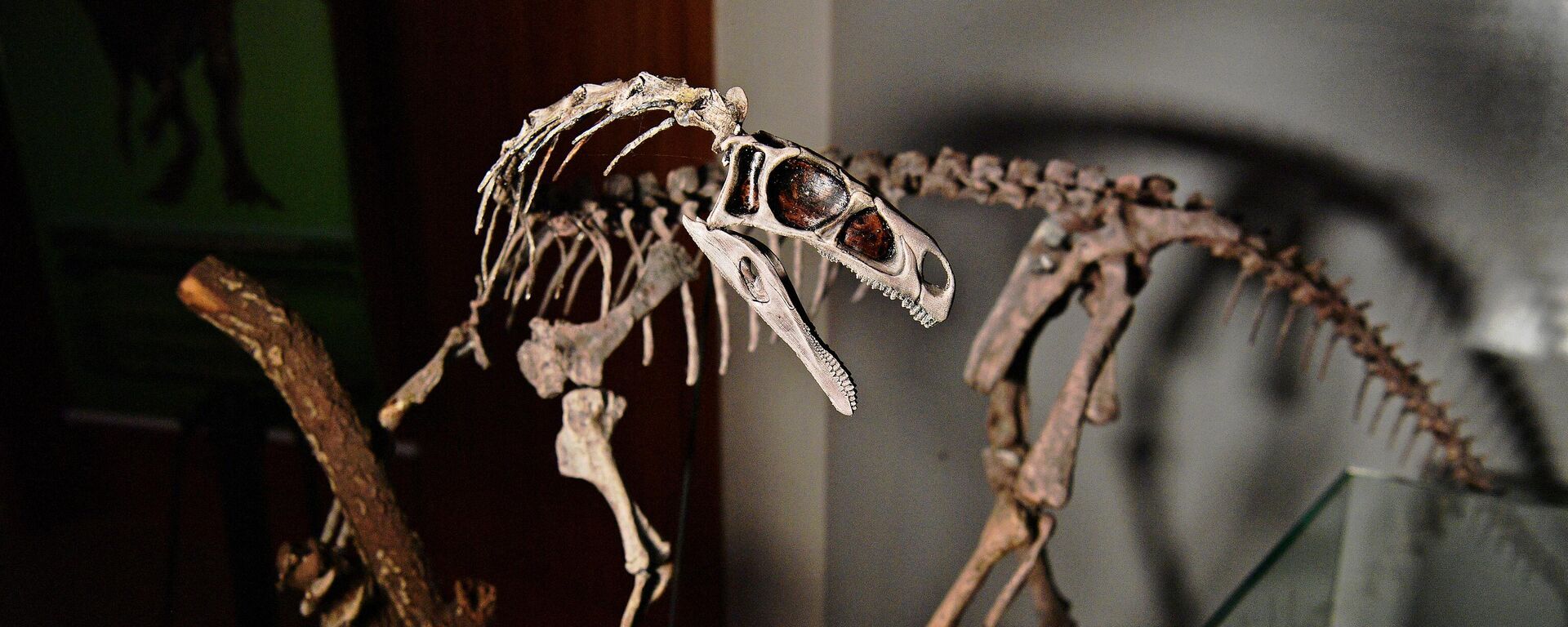 A fossilised skeleton of a 233 million year old Bagualosaurus Agudoensis dinosaur is seen at CAPPA, a Brazilian research support centre for paleontology in Sao Joao do Polesine, Brazil, on December 2, 2019 - Sputnik International, 1920, 26.01.2024