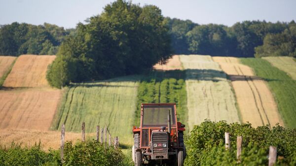 A farmer drives his tractor at a raspberry farm on July 6, 2020 in Godziszow, Poland.  - Sputnik International